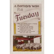 Herd Of Sheep Farm Farming Tuesday Birthday Antique Cart Birthday Photo Postcard
