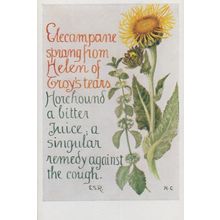 Helen Of Troy Flower Coughing Cough Natural Remedy Song Songcard Postcard