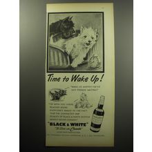 1954 Black & White Scotch Ad - Time to wake up