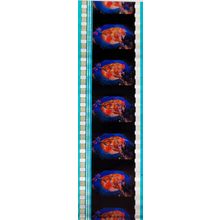 Pk DAU - J - MIX - a 022V. 1 STRIP OF 5 - 35MM FILM CELLS. (C )