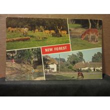 multiview, NEW FOREST. used vintage postcard by E T W Dennis 1974 pm =