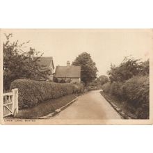 Limes Lane Buxted Sussex Old Postcard