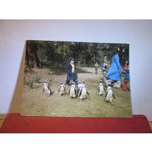 CAPE PENGUINS, TROPICAL BIRD GARDENS, RODE, SOMERSET unused vintage postcard =