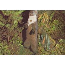 Pine Marten 1970s Postcard