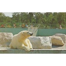 Polar Bear at Canada Metro Zoo Canadian Park Postcard