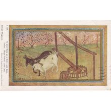 Bees With Ox & Mule at Indian Well Vintage Postcard