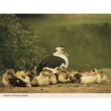 Stisted Braintree Essex Ducks A Family Of Birds Rare Postcard