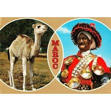 Maroc Moroccon Fashion Folklore Animal Costume Fashion Postcard
