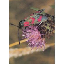 Zygaena Filipendulae Butterfly Postcard