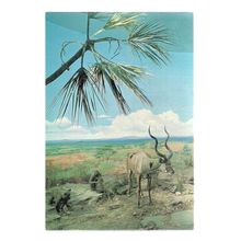 BABOONS, GREATER KUDU unused vintage postcard Natural History museum #