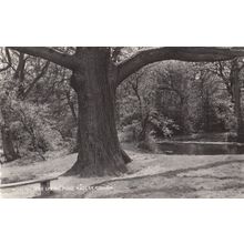 Giant Oak Tree Spring Pond Middlesex Hadley Common RPC Antique Postcard