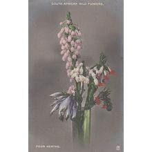 Four Heaths South African Wild Flowers Postcard