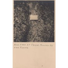 Elm Tree at Vence Planted By Romans Antique French Postcard