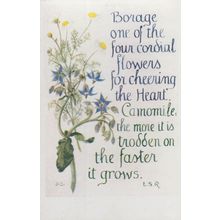 Camomile Borage Cordial Flowers Heart Natural Remedy Song Songcard Postcard