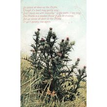 Cactus Thistle Prickly Plant Getting Stung Thorns Antique Poem Songcard Postcard