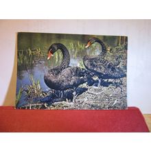 BLACK SWANS. SLIMBRIDGE WILDFOWL TRUST used postcard. 1966 pm =