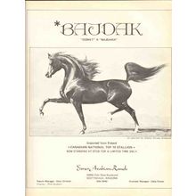 eisner arabian ranch 1972 bajdak gladys brown edwards horse vintage ad