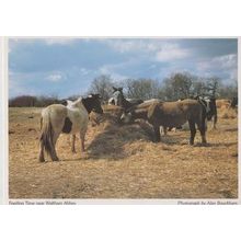 Farm Farming Horse Plough Feeding Time Waltham Abbey Haystack Postcard