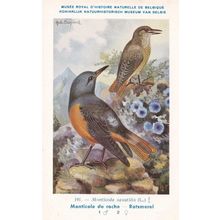 Common Rock Thrush Monticola Saxatilis WW2 Rare Bird Postcard