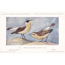 Wheatear Oenanthe Motteux Cendre Bird WW2 Rare Postcard