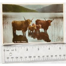 vintage postcard In Calm Waters - Highland Cattle