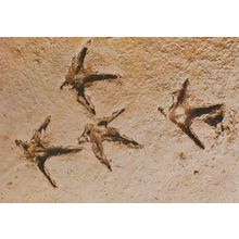 Bird Tracks Burnham Deepdale Mud Water Prints Rare National Trust Rare Postcard