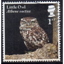 GB 2018 Owls - Little Owl 1st Used