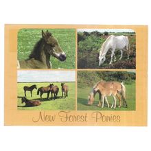 NEW FOREST PONIES, multiview. used vintage postcard by John Hinde =