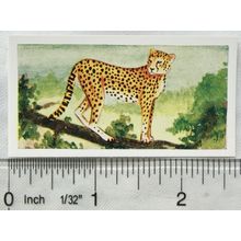 Neilson's Interesting Animals card No. 44 Cheetah