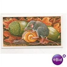 1985 (Sheen) Brooke Bond Tea card INCREDIBLE CREATURES No.2 Etruscan Shrew