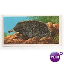 1985 (Sheen) Brooke Bond Tea card INCREDIBLE CREATURES No.4 Spiny Anteater