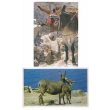 2 x DONKEY postcards. both used both Greek =