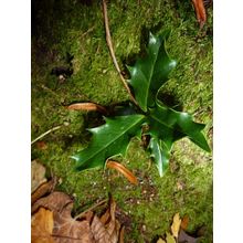 20 CHRISTMAS HOLLY ILEX TREE SAPLINGS 5-15CM - BARE ROOTED DUG TO ORDER WOODLAND
