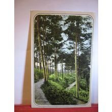 A WOOD, UPPER BANGOR, CAERNARFONSHIRE used antique postcard by C W Faulkner =