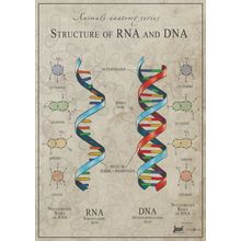 Structure of DNA and RNA Poster Canvas Movie Film Print A0 A1 A2 A3 A4 A5 A6 Art