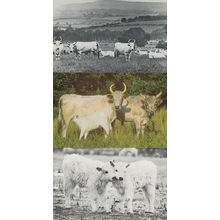 Chillingham Cattle 3x Vintage Postcard s