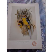 John Gould bird print - Vintage Australian art - Herald Sun reproductions