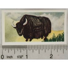 Neilson's Interesting Animals card No. 24 Yak