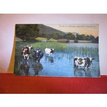 WELCOME EVENING IN unused antique postcard by Hartmann cattle lake rural #