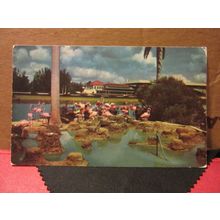 FLAMINGOS, HIALEAH RACETRACK, FLORIDA, USA ..unused postcard #