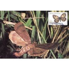 Hipparchia Azorina Nymphalidae Butterfly Insect Rare Photo Stamp First Day Cover