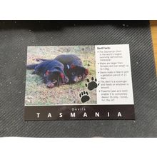 Postcard - Tasmania - Devils