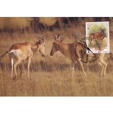 Lichtensteins Hartebeest Deer Antelope Rare WWF Stamp First Day Cover Postcard