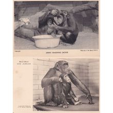 Jimmy Washing Jackie London Zoo Chimpanzee Old Postcard