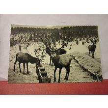 HARZ NATIONAL PARK, GERMANY. unused vintage postcard RP /