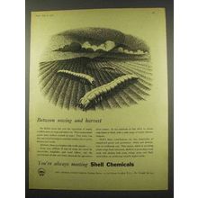 1956 Shell Aldrin, Dieldrin Insecticide Ad - Harvest