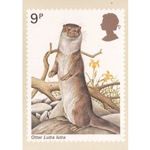 Otter Lutra Lutra PHQ Postcard