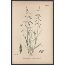 REFLEXED MEADOW-GRASS 1872 John Edward Sowerby PLANT PRINT