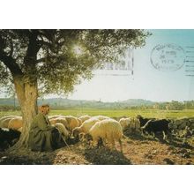 Bethlehem The Shepherd & His Flock 1970s Postcard