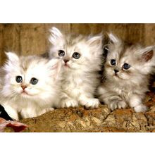 Blank Inside - Furry Friends Greeting Card - 01978